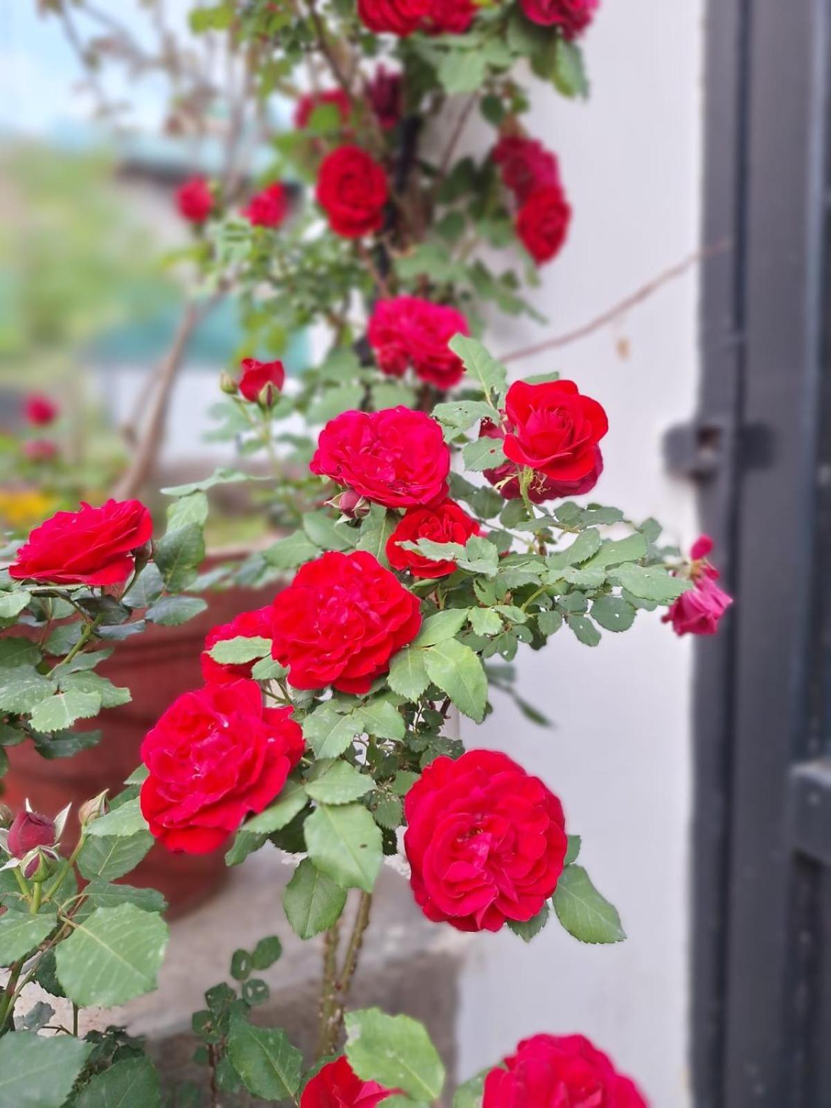 La Maison - A Boutique Bed And Breakfast Bīr Dış mekan fotoğraf